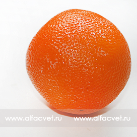 апельсин цвета оранжевый 2