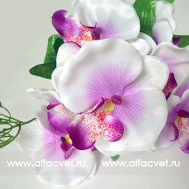 букет орхидей с добавкой травка цвета белый 6