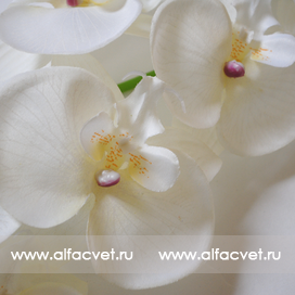 орхидеи цвета белый 6